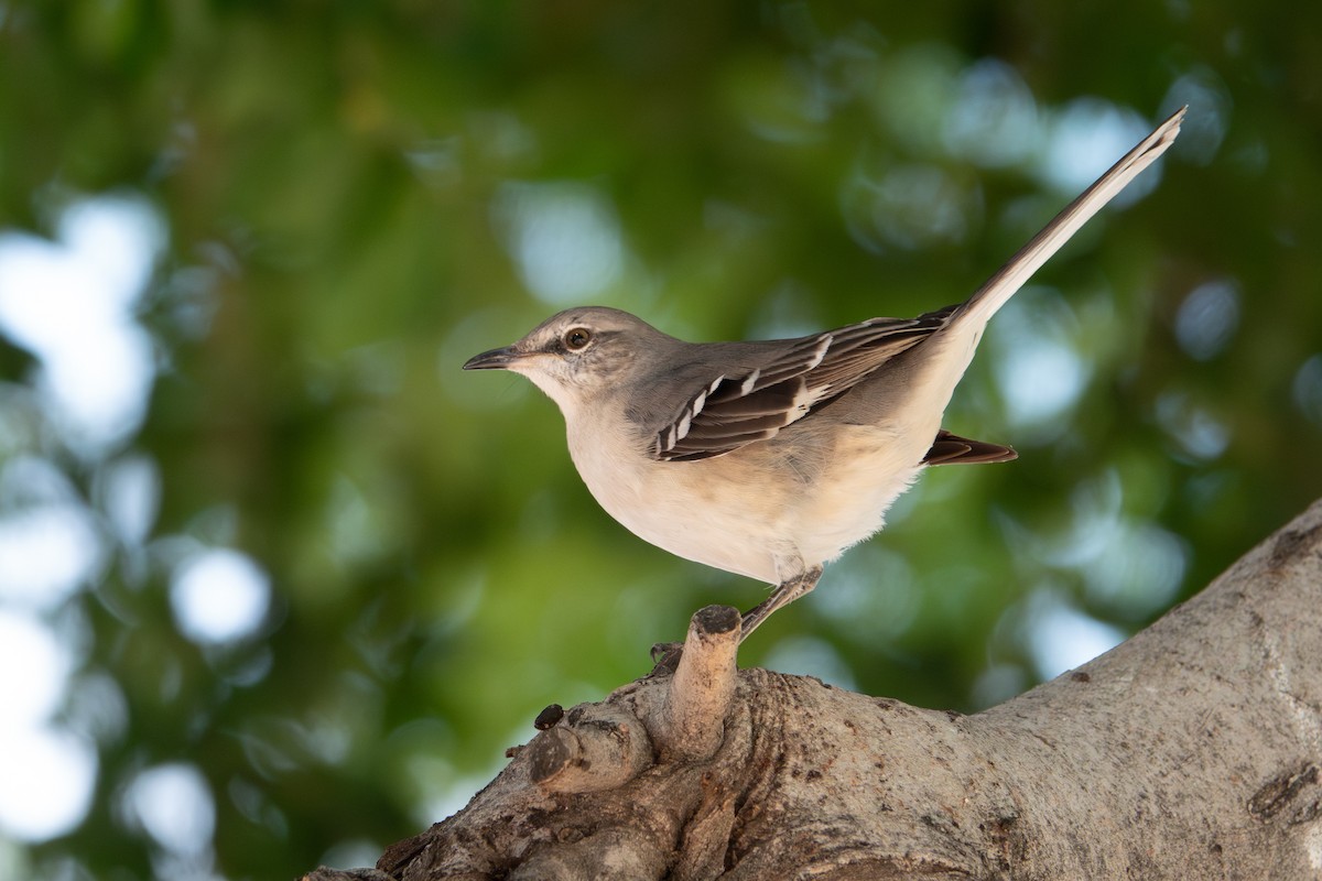 Northern Mockingbird - ML645913863
