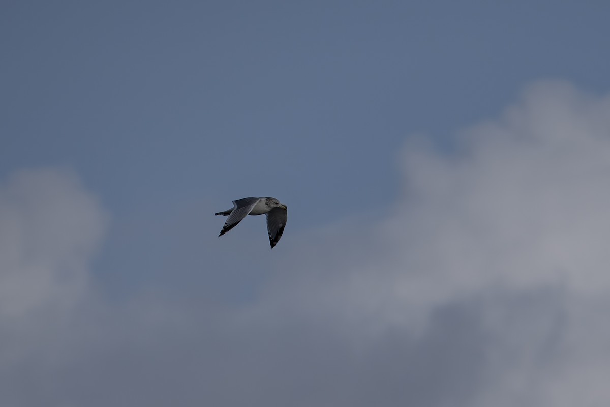 gull sp. - ML645913884