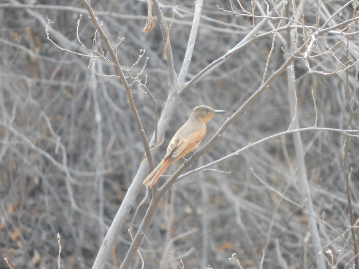 Rufous Flycatcher - ML645913903