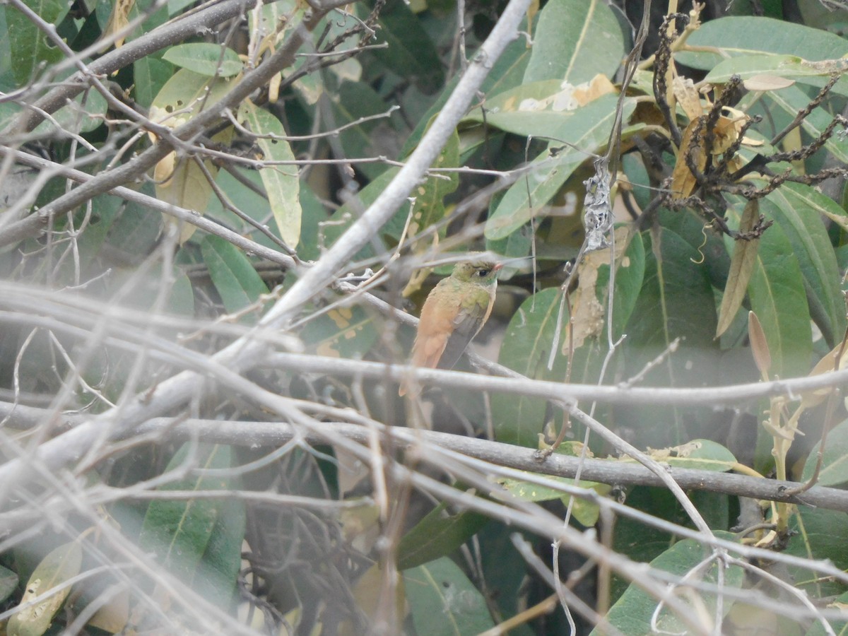 Amazilia Hummingbird - ML645913911