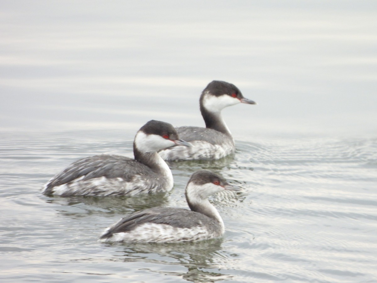 ミミカイツブリ - ML645913914