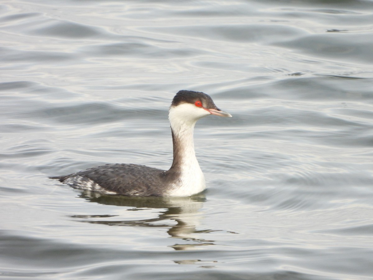 ミミカイツブリ - ML645913915