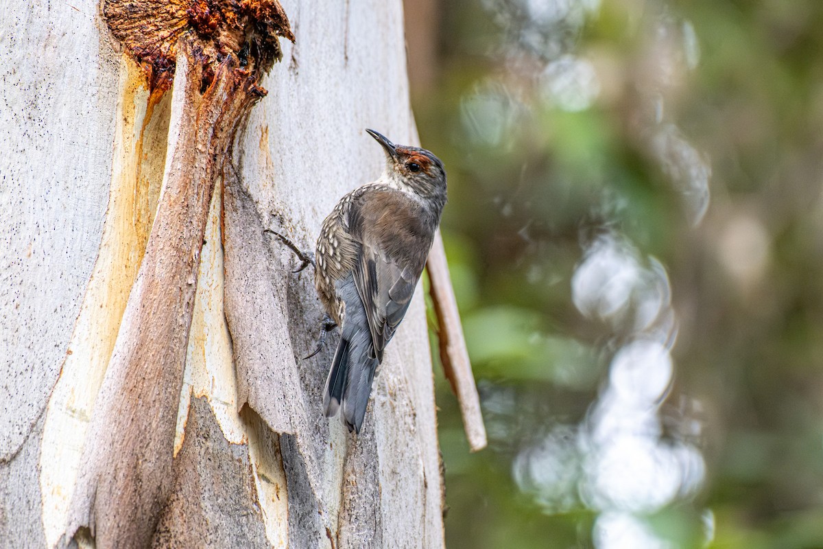 Red-browed Treecreeper - ML645913926