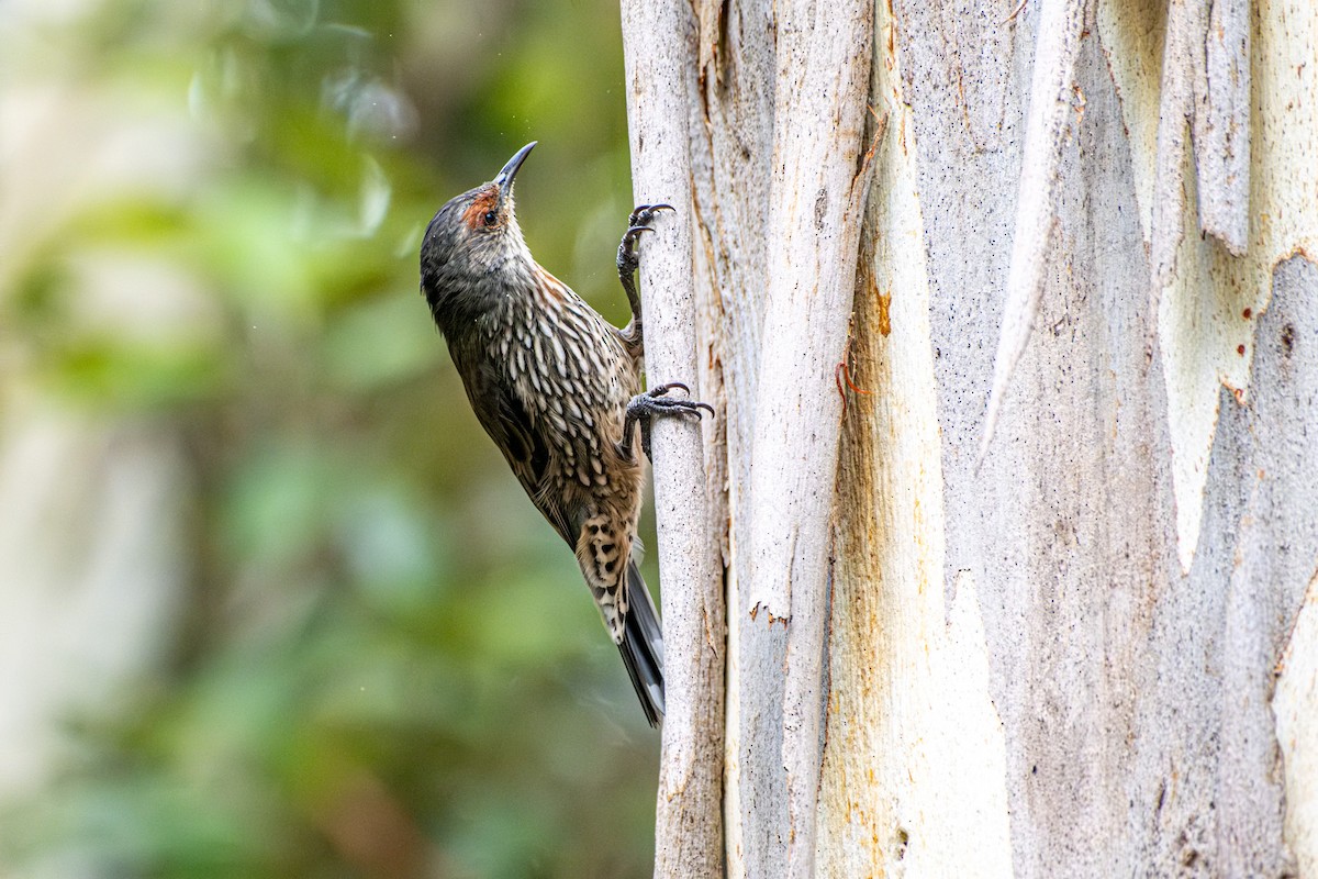 Red-browed Treecreeper - ML645913927