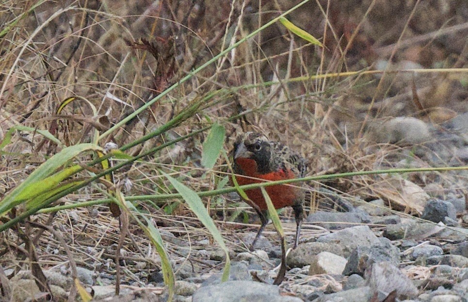 Red-breasted Meadowlark - ML645913933
