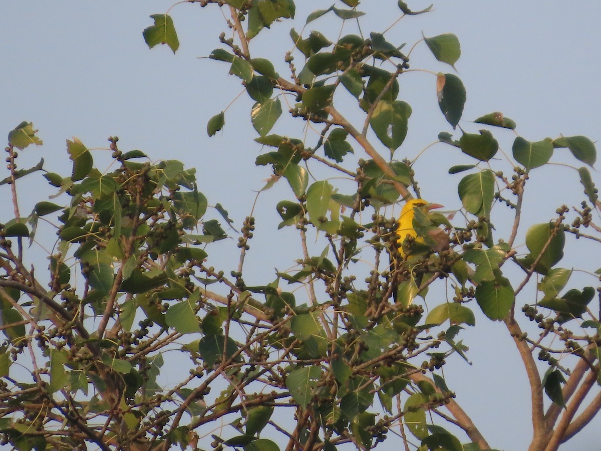 Indian Golden Oriole - ML645913934