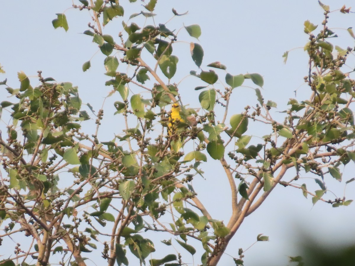 Indian Golden Oriole - ML645913935