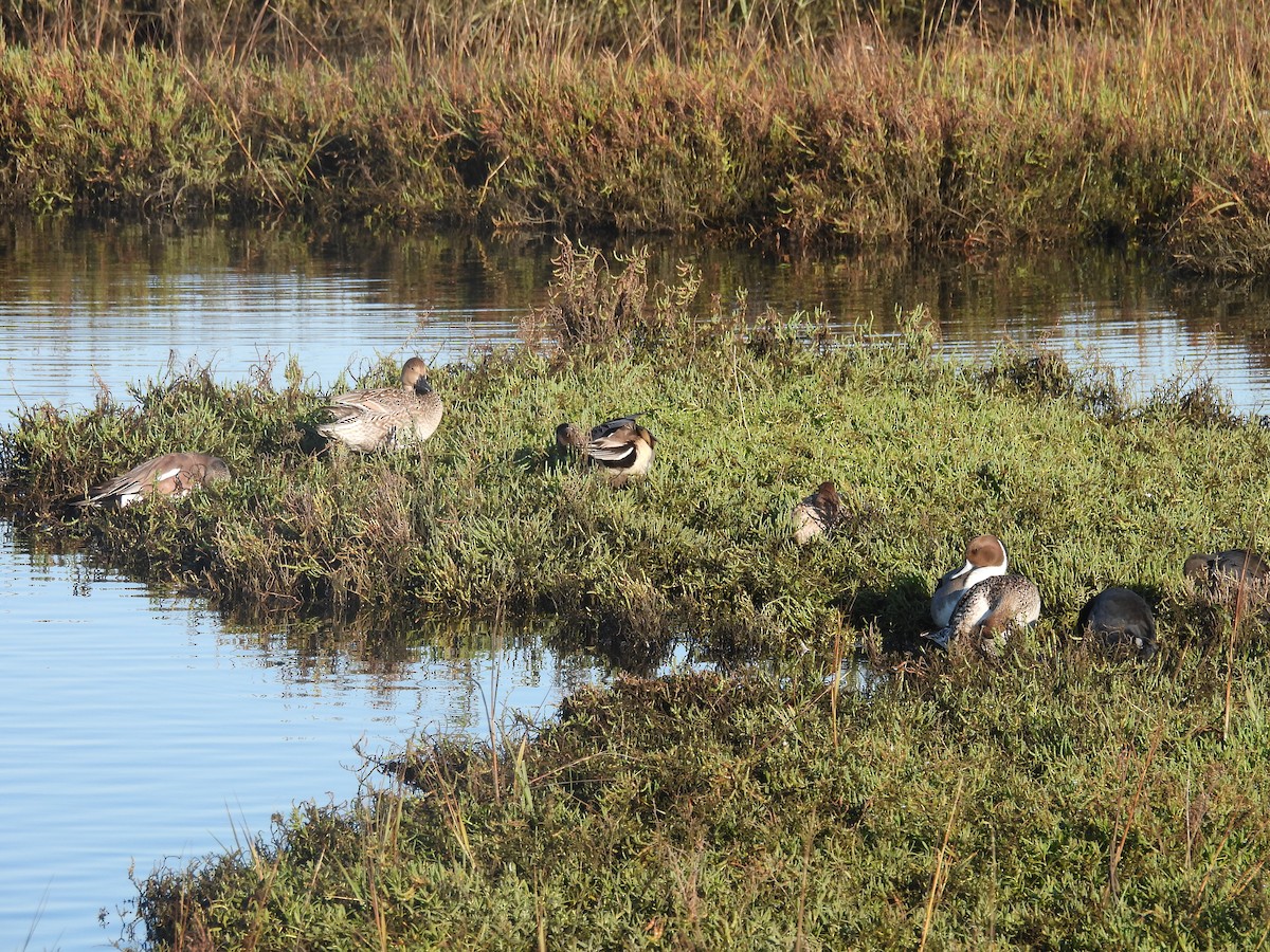 Kılkuyruk - ML645913941