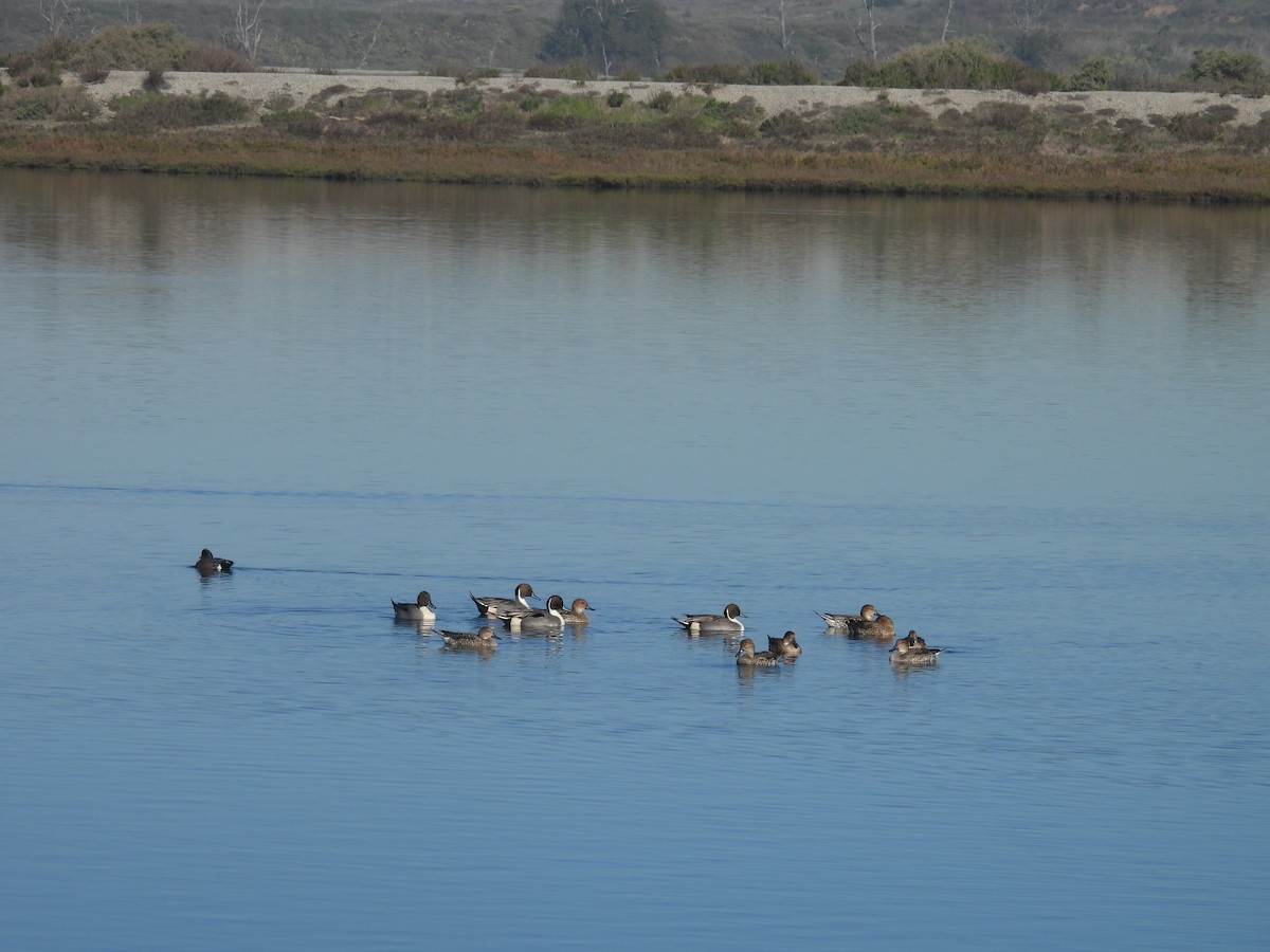 Kılkuyruk - ML645913942