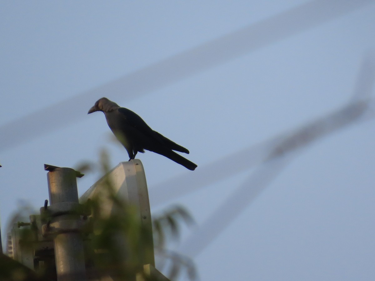 Ворона індійська - ML645913944