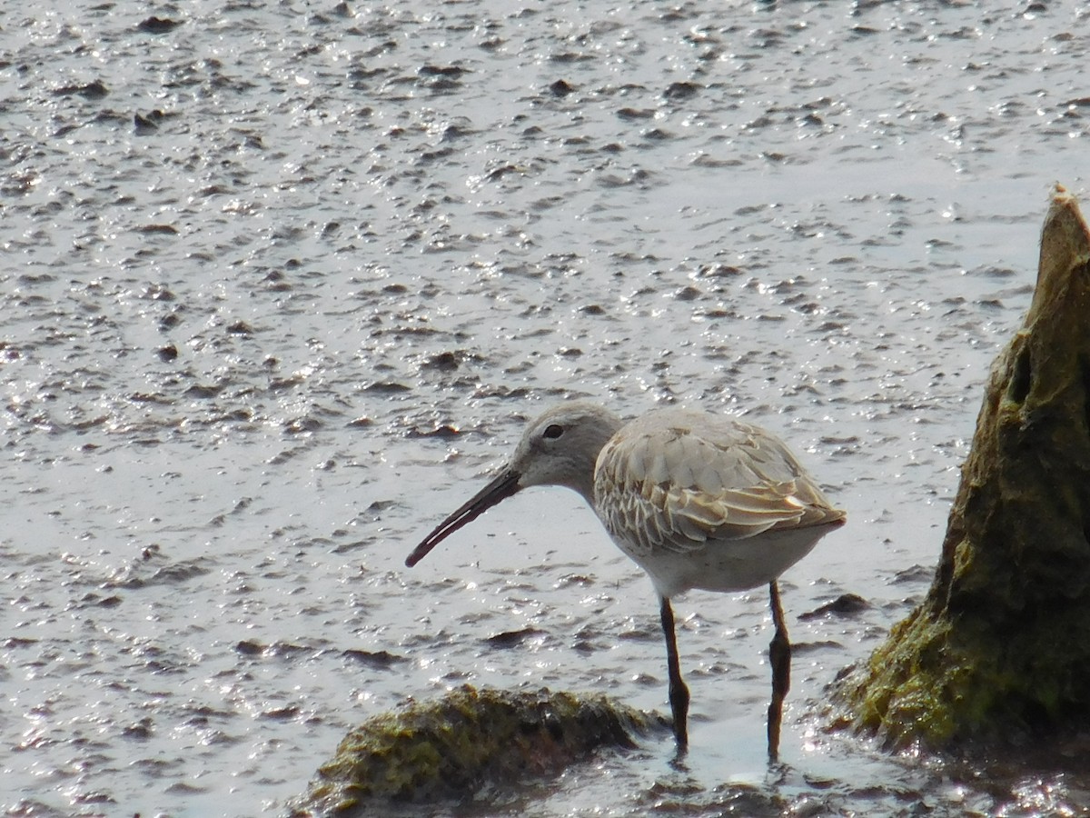 Побережник довгоногий - ML645913945