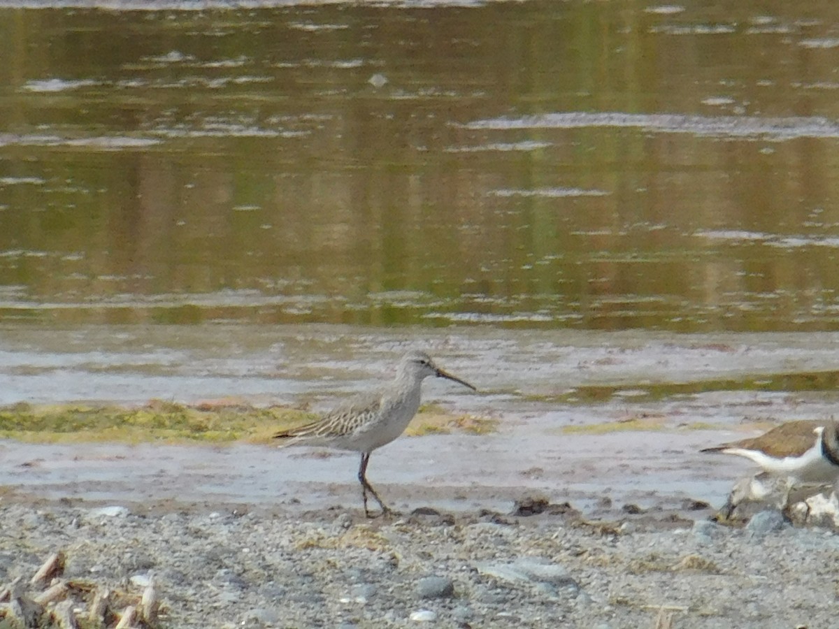 Побережник довгоногий - ML645913946
