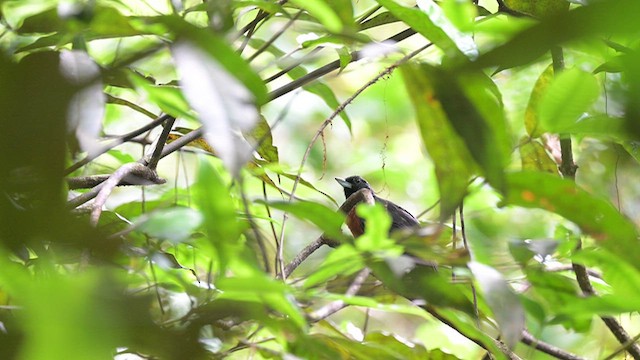 Black Bushbird - ML645913947