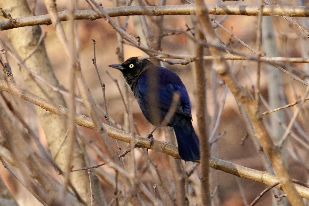 Mor Kiskal - ML645913949