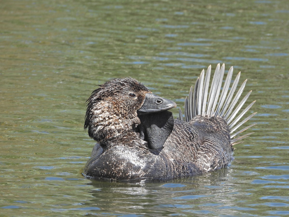 Misk Ördeği - ML645913950