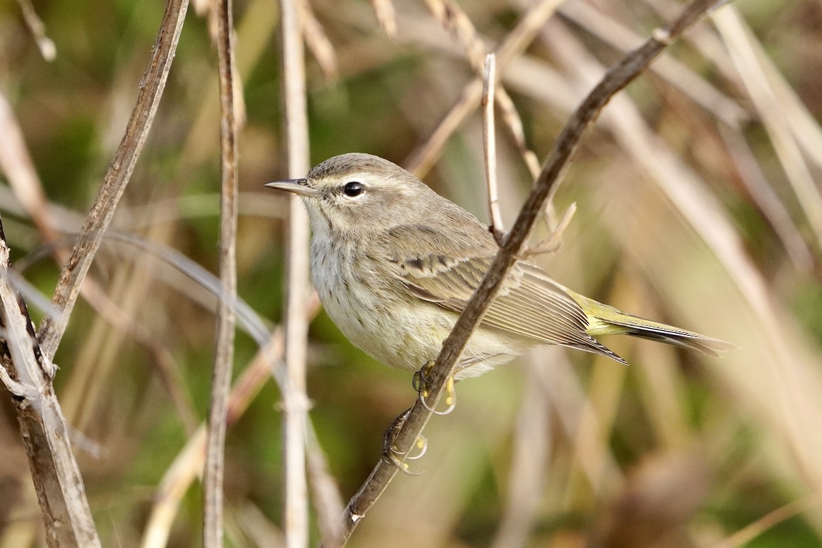 Palmiye Ötleğeni - ML645913952