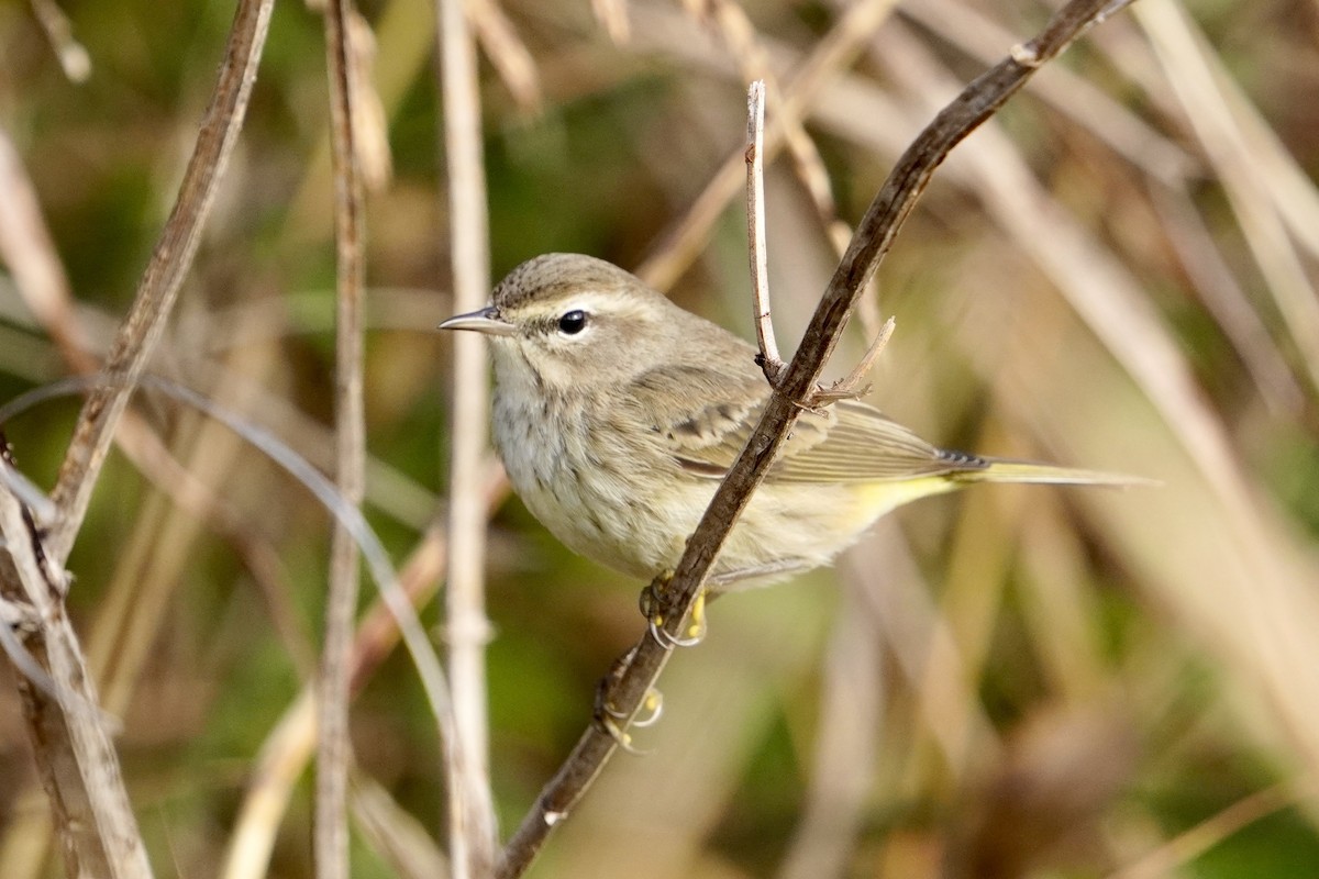 Palmiye Ötleğeni - ML645913953