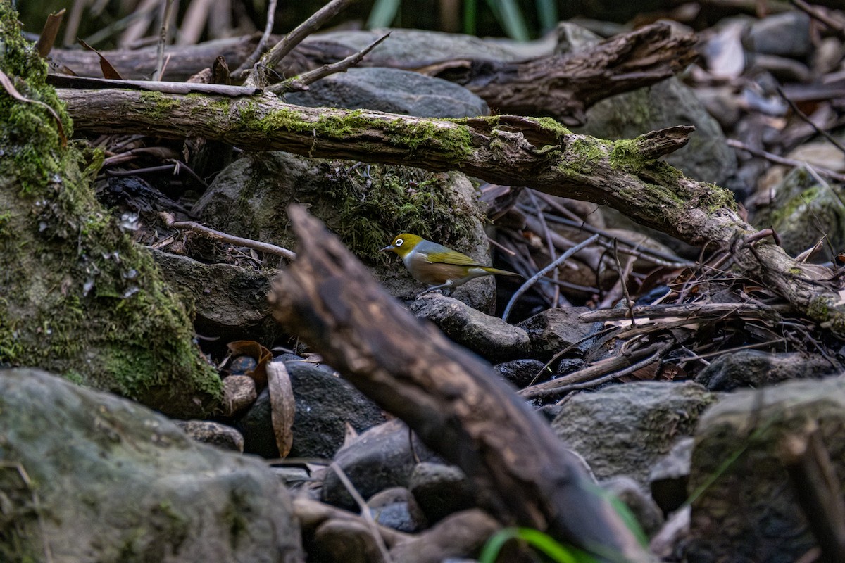 Gri Sırtlı Gözlükçü - ML645913954