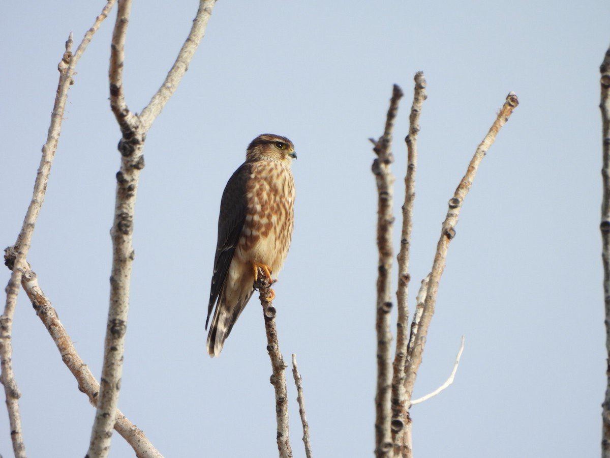 Boz Doğan (columbarius) - ML645913955