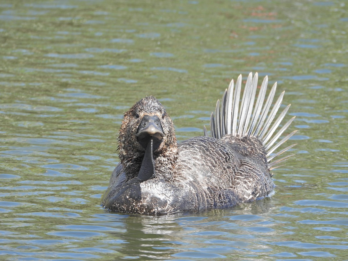 Misk Ördeği - ML645913956