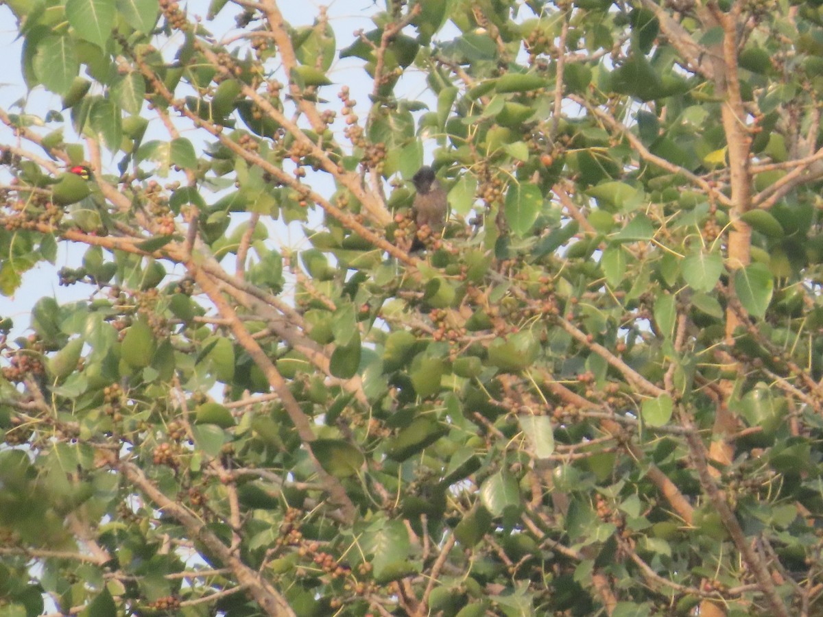 Karaca Arapbülbülü - ML645913957