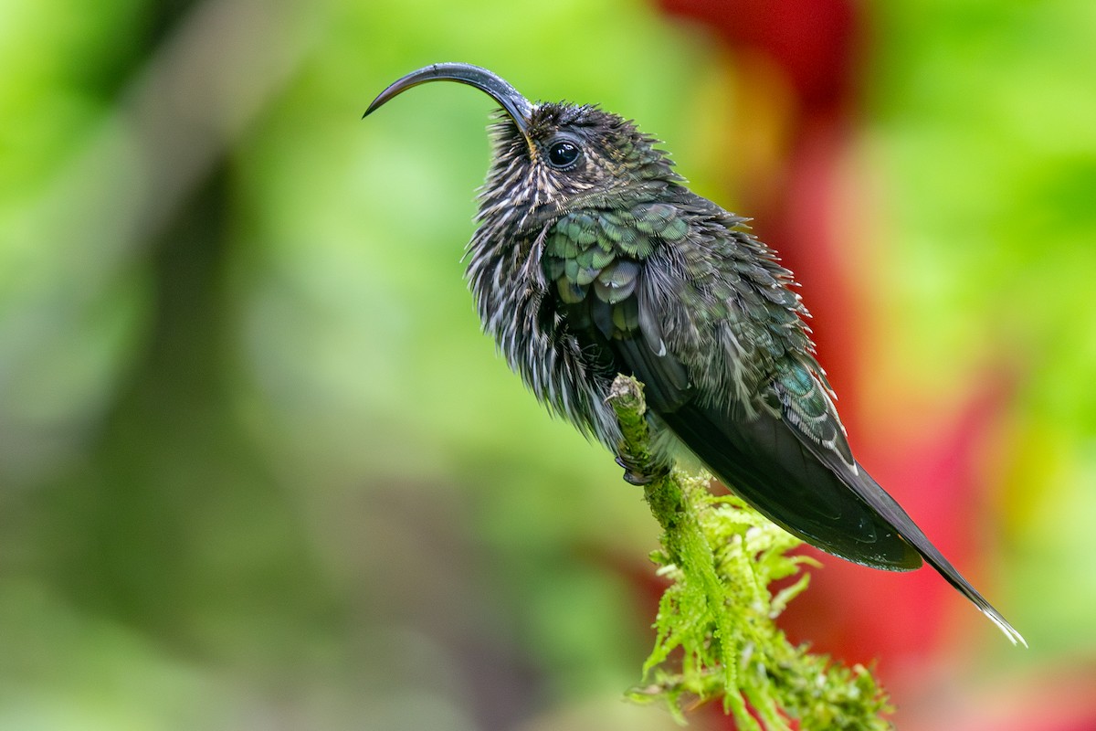 Ak Kuyruklu Kıvrıkgaga - ML645913958