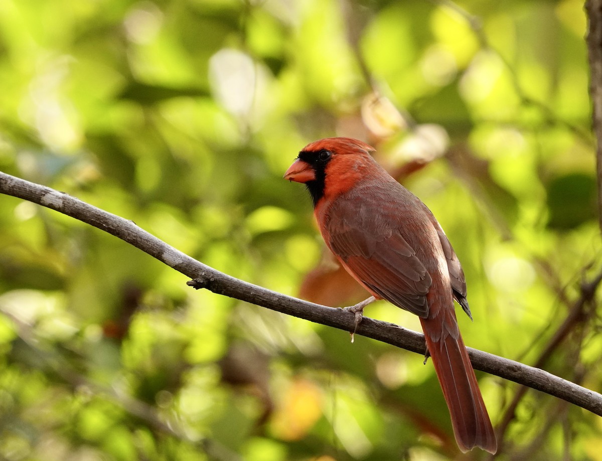 Kırmızı Kardinal - ML645913959