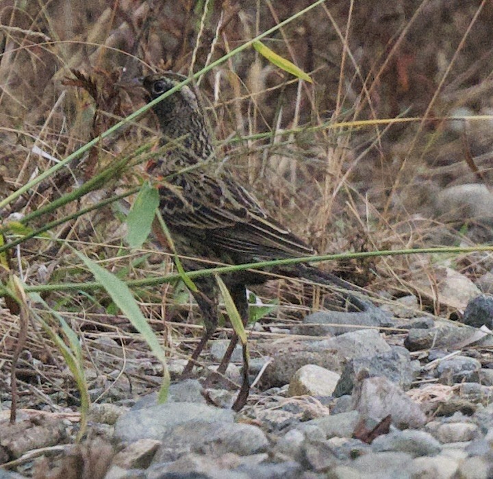 Al Göğüslü Loyka - ML645913960