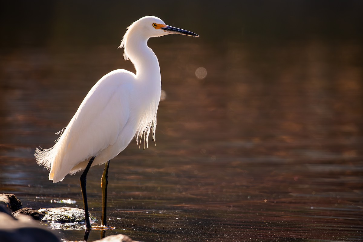 Karbeyaz Balıkçıl - ML645913961