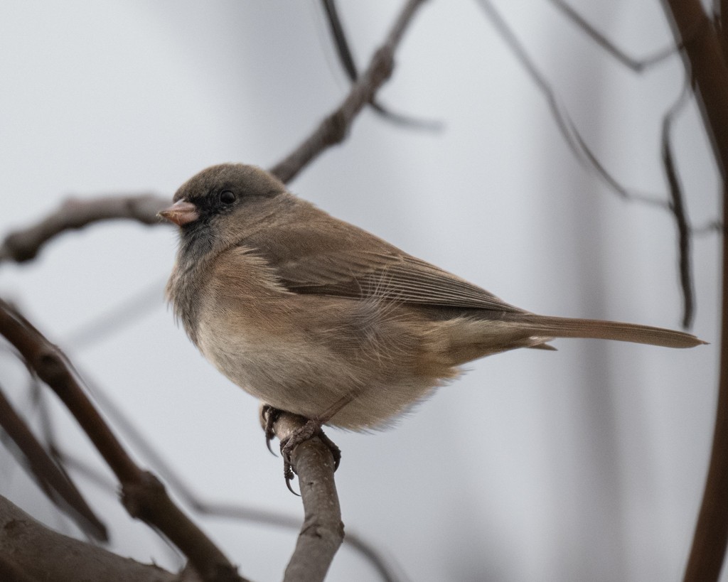 Kara Gözlü Junko - ML645913962