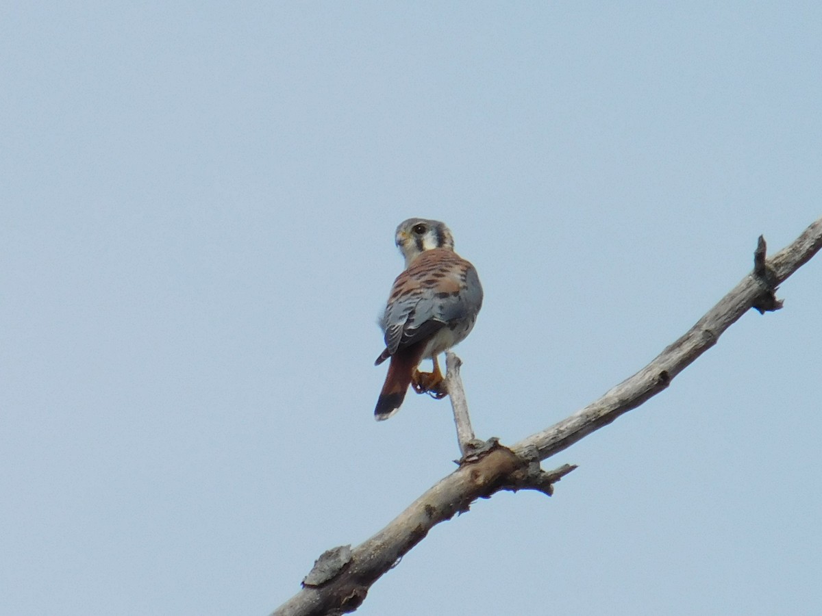 Ala Kerkenez - ML645913964