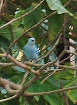 Gökçe Tangara - ML645913967