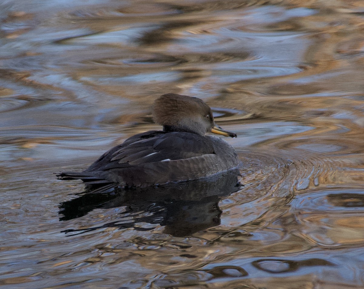 Başlıklı Tarakdiş - ML645913972