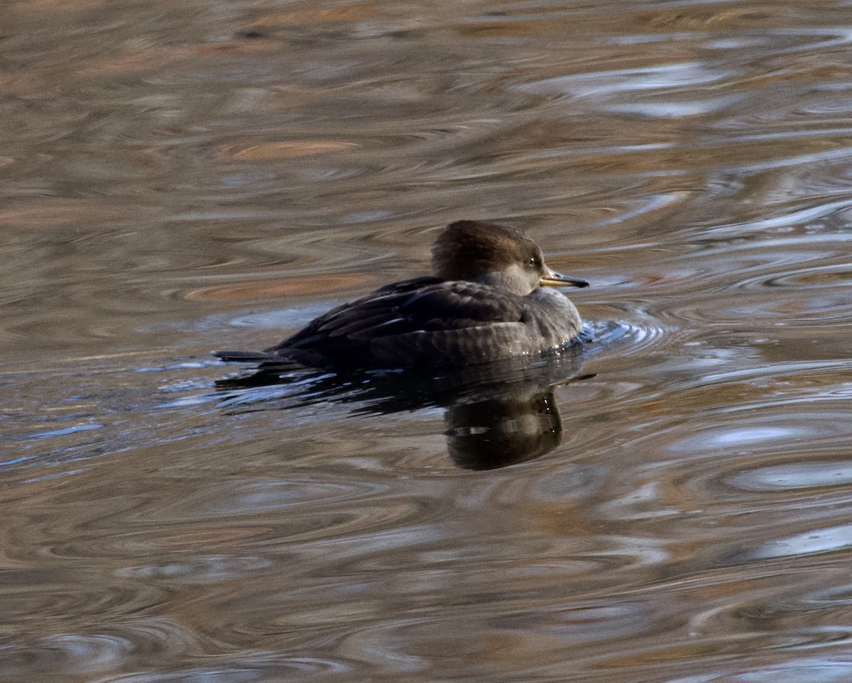 Başlıklı Tarakdiş - ML645913973