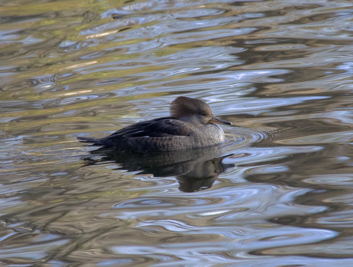 Başlıklı Tarakdiş - ML645913976