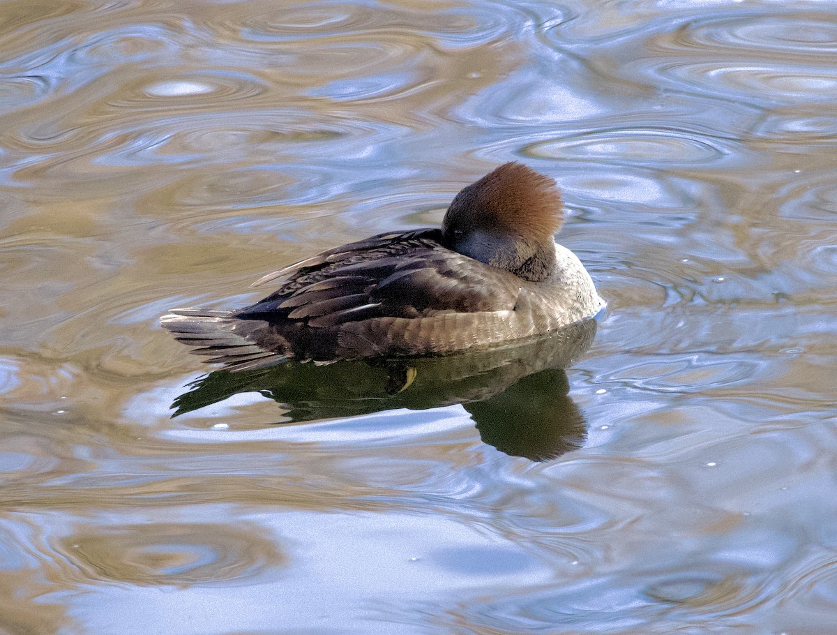 Başlıklı Tarakdiş - ML645913977