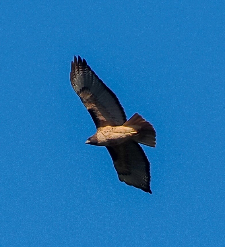 Kızıl Kuyruklu Şahin - ML645913978