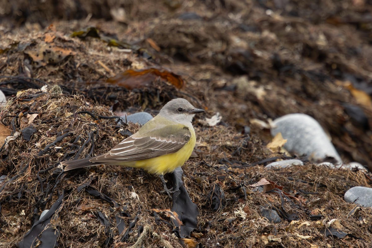 Batı Tiranı - ML645913979