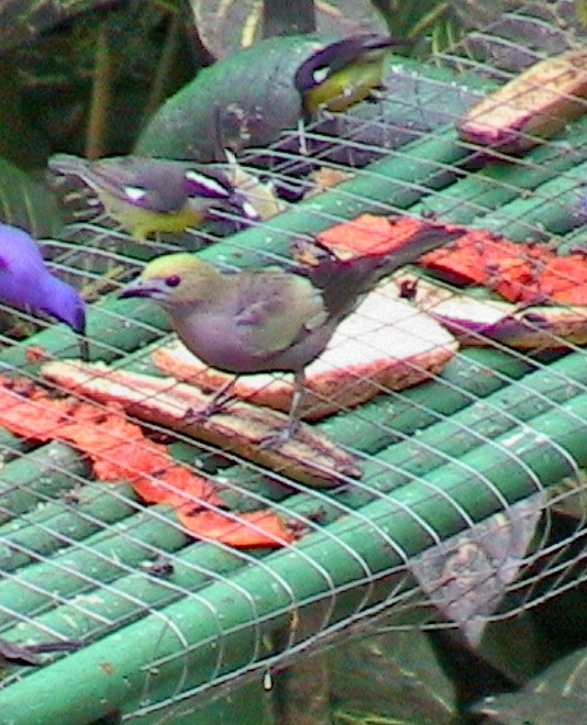 palmetanagar - ML645913985