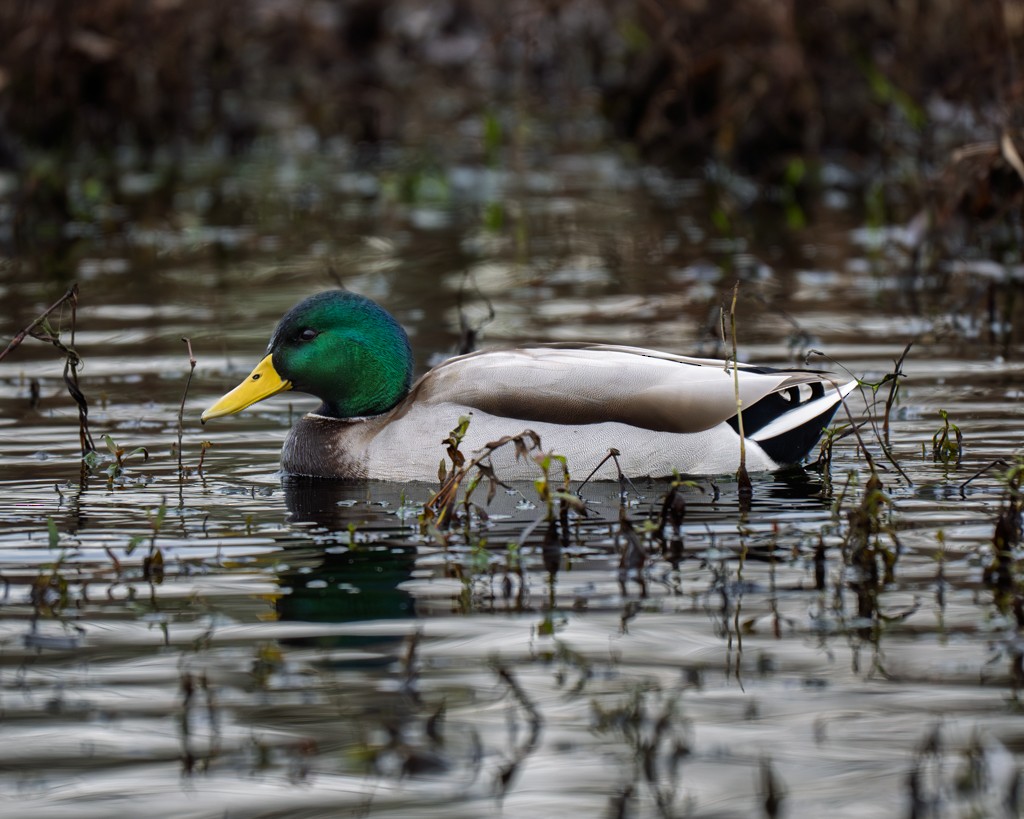 Mallard - ML645913994