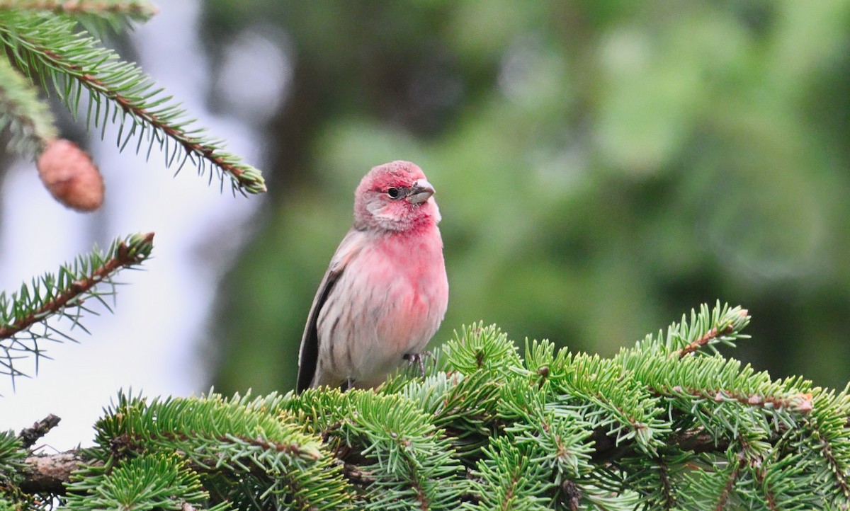 House Finch - ML645914000