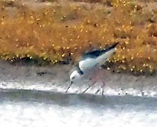 Pied Stilt - ML645914004