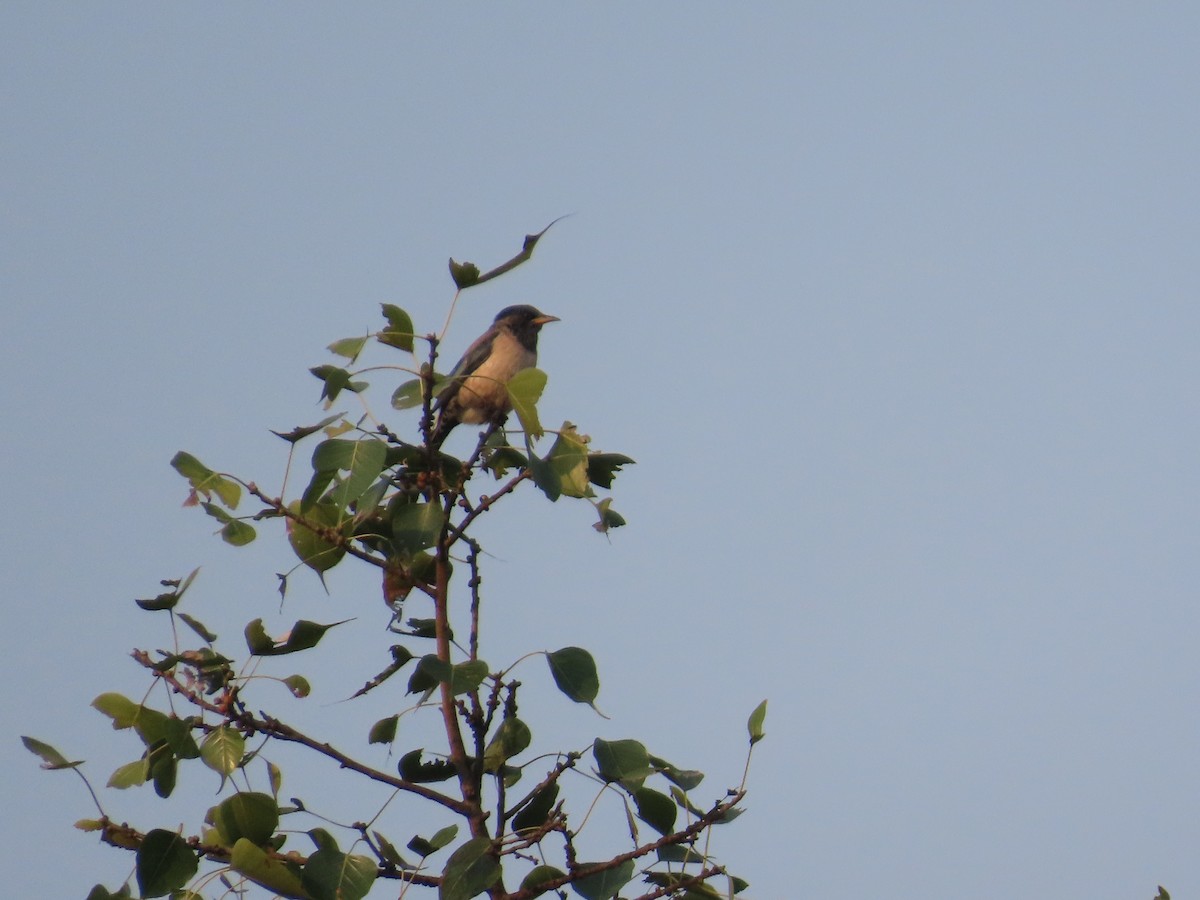 Rosy Starling - ML645914013
