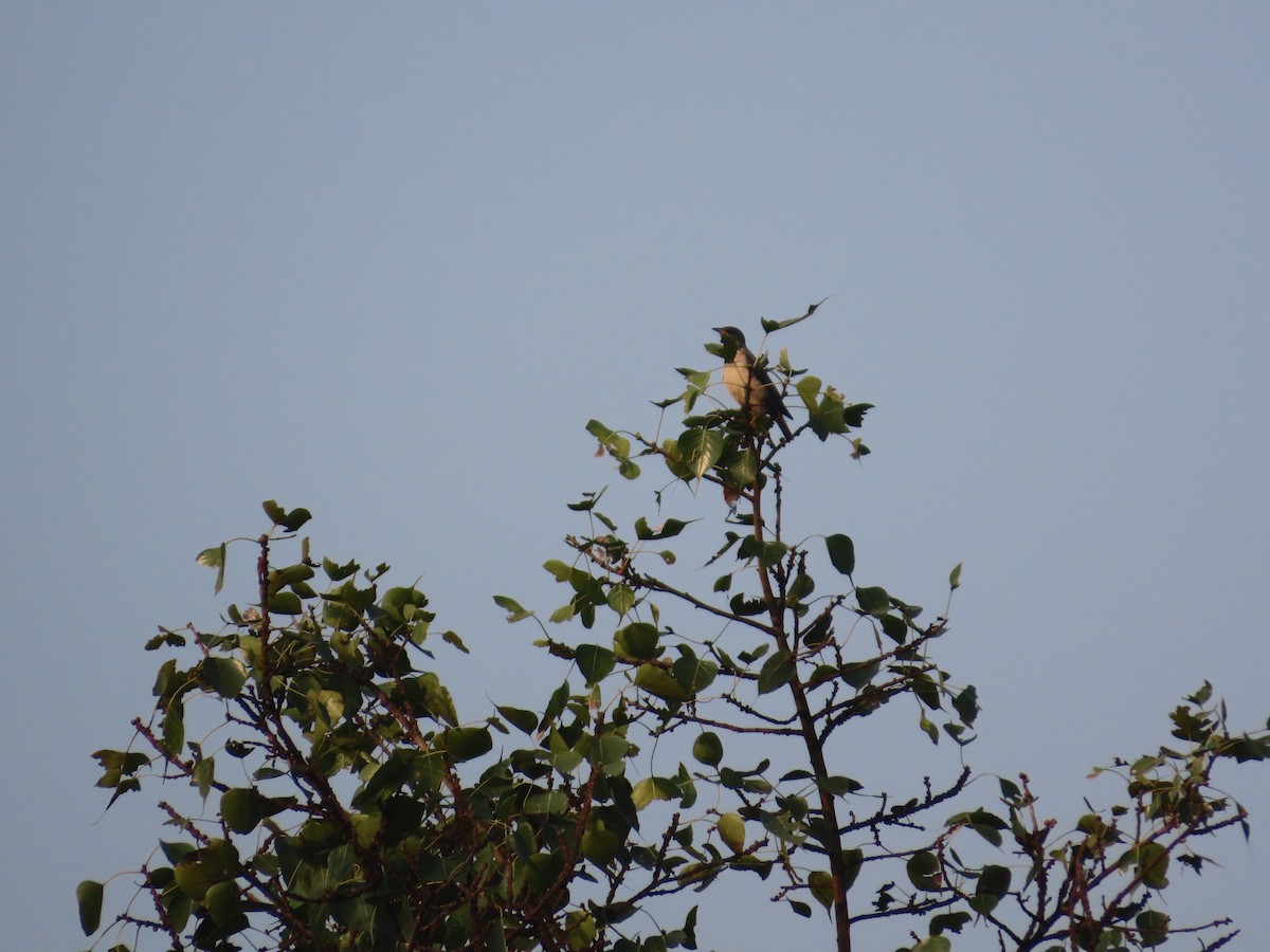 Rosy Starling - ML645914018
