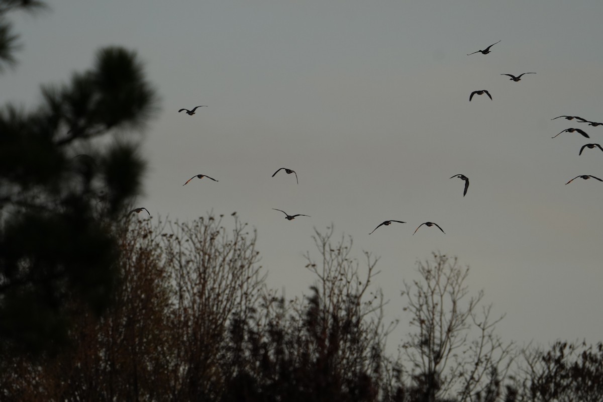 Canada Goose - ML645914021