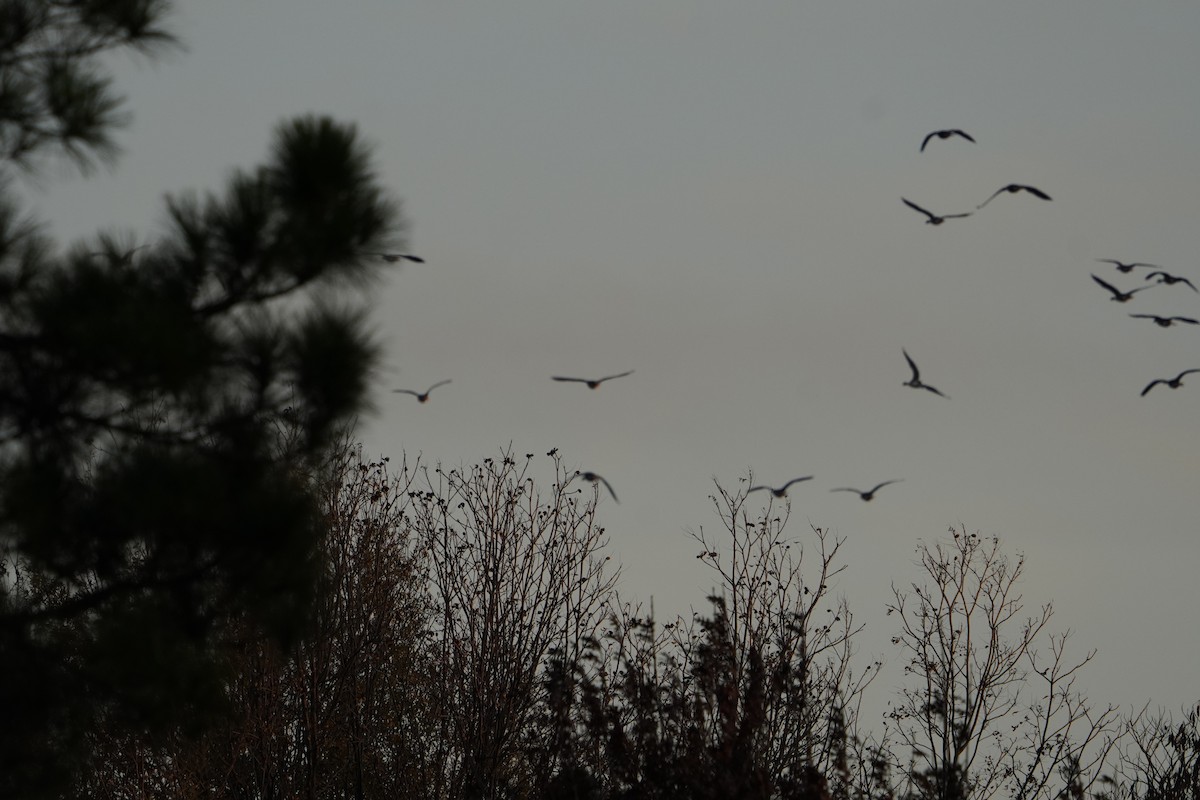 ברנטה קנדית - ML645914022