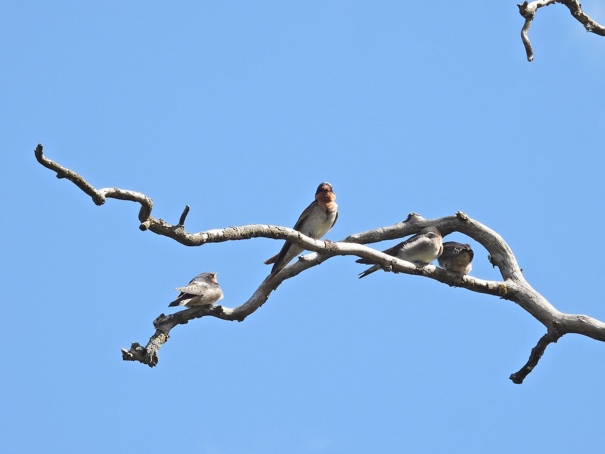 Welcome Swallow - ML645914024