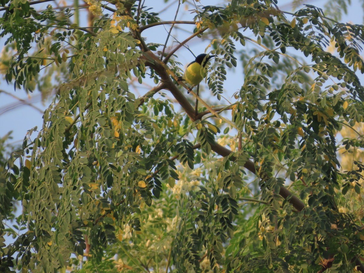 Purple-rumped Sunbird - ML645914027