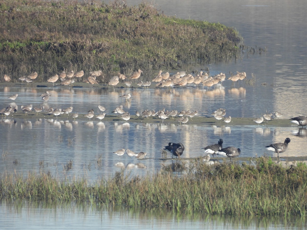 Marbled Godwit - ML645914031