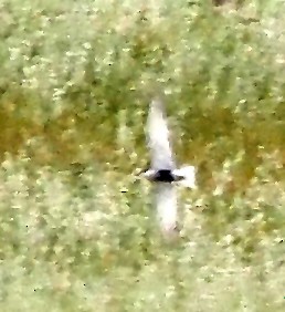 Whiskered Tern - ML645914032